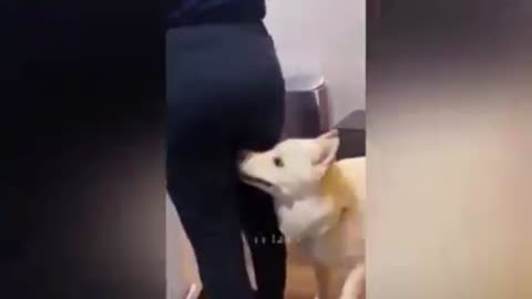 Funny Animal Videos 2023 🤣❤️