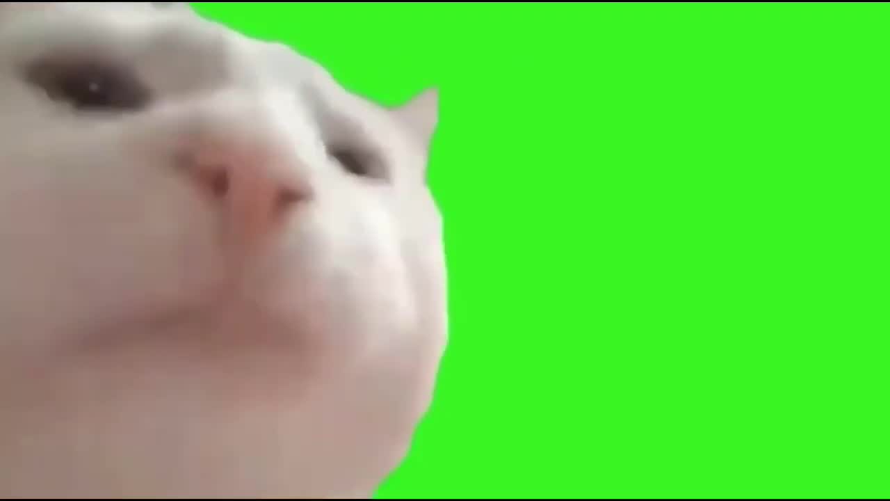 Vibing Cat Extended (Green Screen)