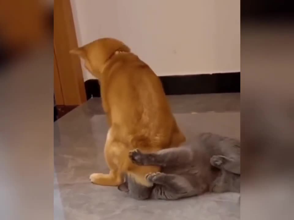 Dogs not only bully small animals. The little master will be bullied occasionally