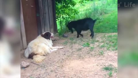 Funny animal video