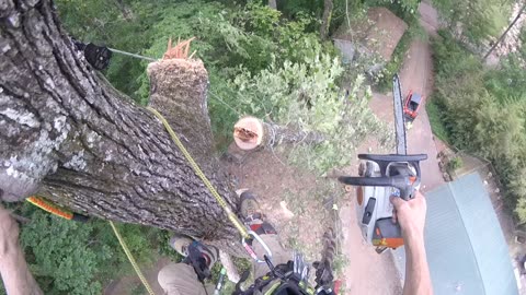 Dropping big tree top next to house