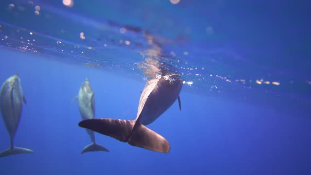 Dolphin swimming