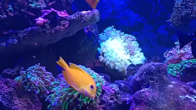 RẠN SAN HÔ NHỎ | CORAL | NANO REEF 360