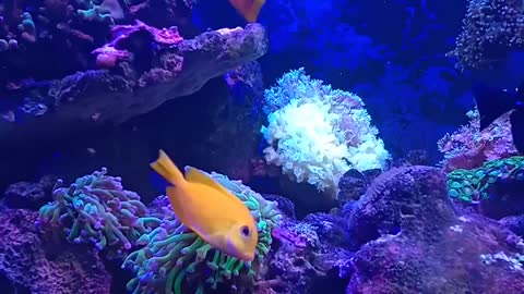 RẠN SAN HÔ NHỎ | CORAL | NANO REEF 360