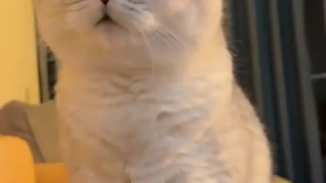 Funny video 🐱 cat comady