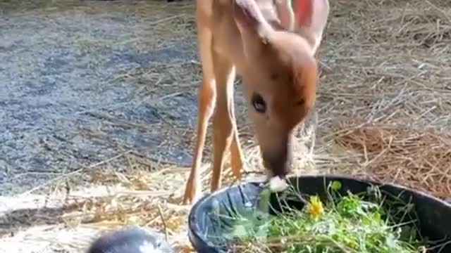 Animaux animal