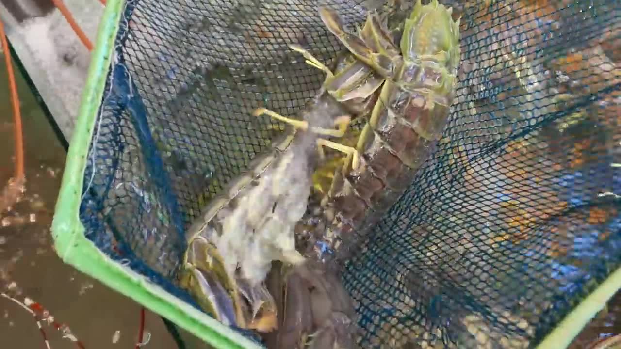 ALIEN SHRIMP Thailand Street Food-7