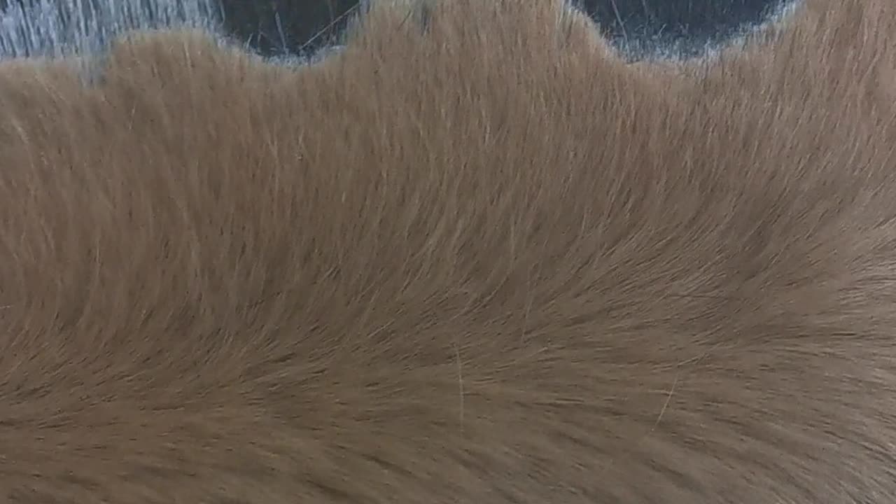 Fjord Horse's Mane Trimmed in Support of Farmers Movement