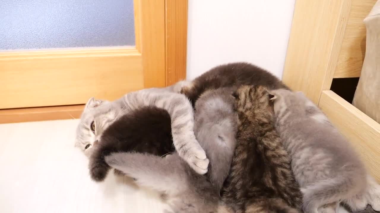 The kitten that chases after wanting to play with daddy cat is cute.
