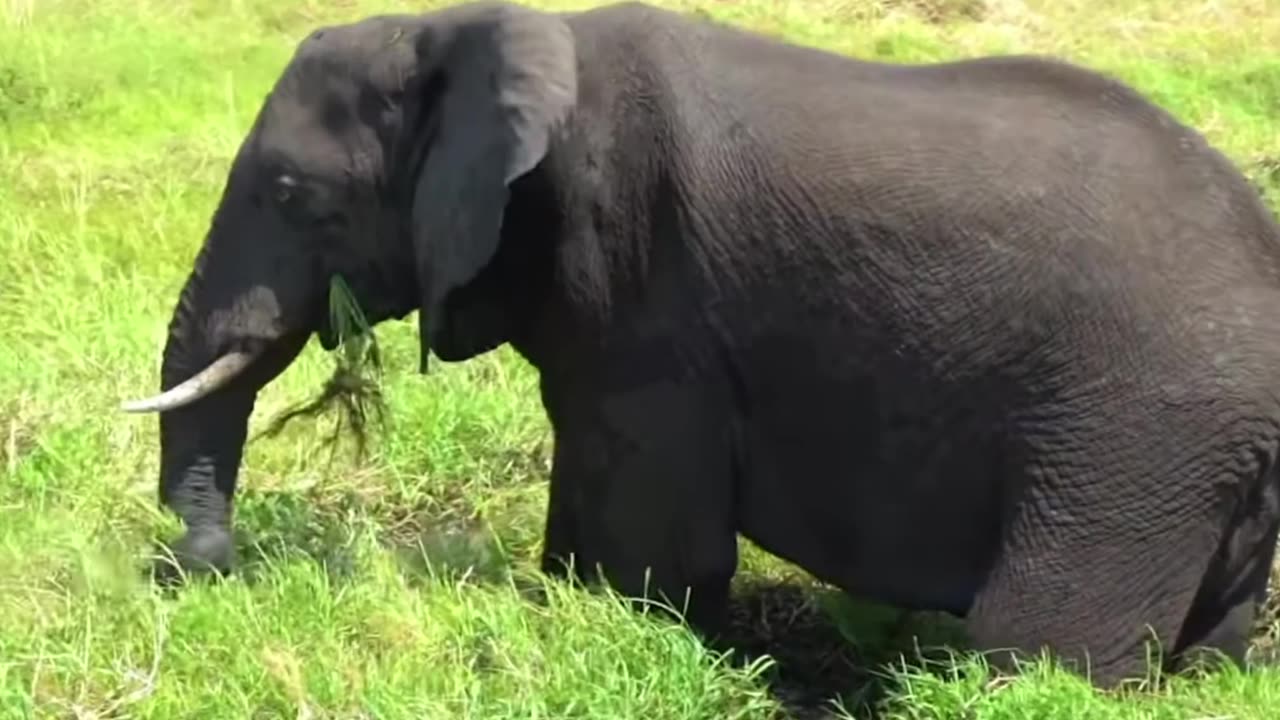 Elephant all animals
