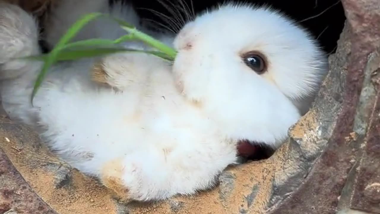 Cute rabbit in pipe | funnydams with full fun