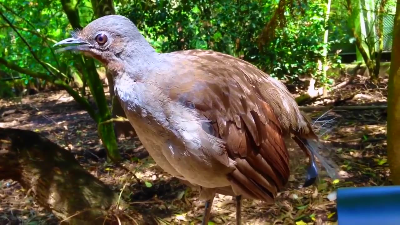 Lyrebird Healesville Mimiking Children Toy Gun #shorts #viral #shortsvideo #video