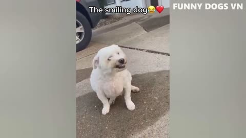 Funny Dogs!