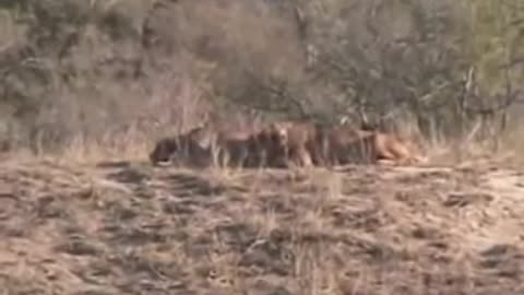 Battle at Kruger