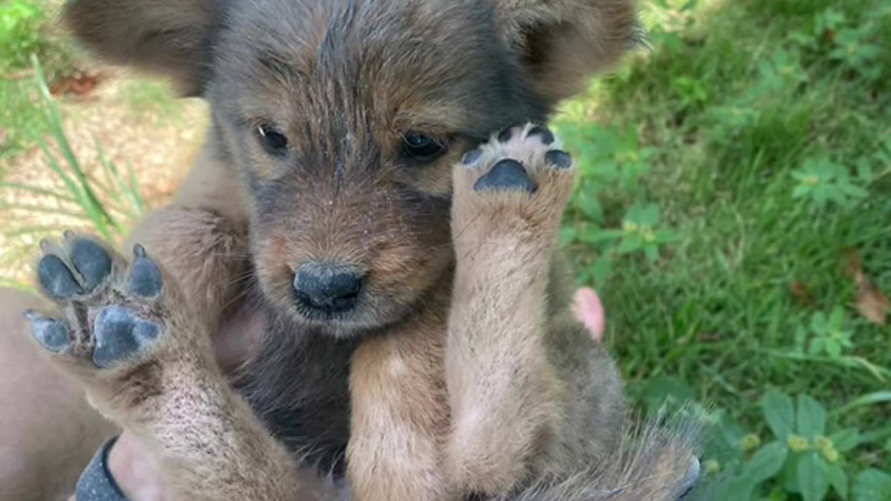 2 tiny puppies. Dumped...