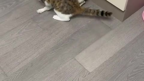 fight with cat and dog