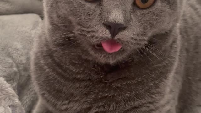 Oddball Kitty Licks Air