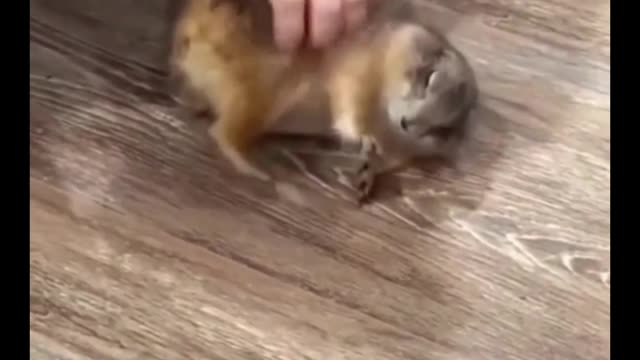 Do you know what this little animal is?
