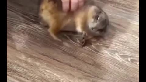 Do you know what this little animal is?
