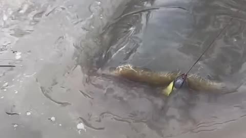 Monster Fish