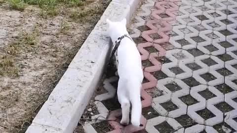 FUNNY CAT