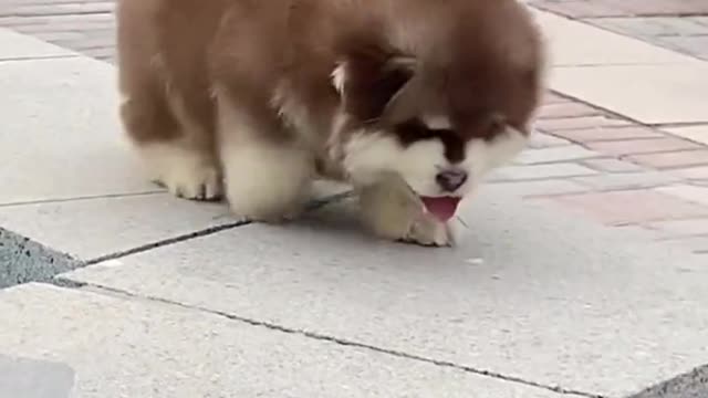 The little guy is my best friend.