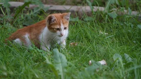 A Pet Kitten Resting And Trying To Catch Insect In The Grass