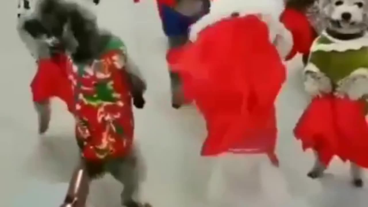 Dog dance ​