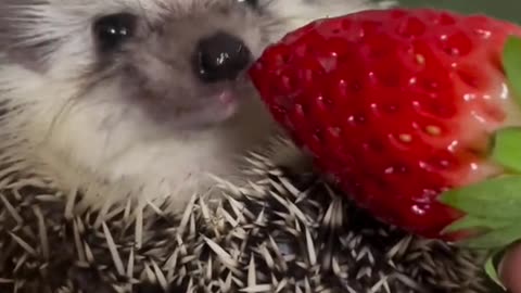 Little hedgehog eats strawberries