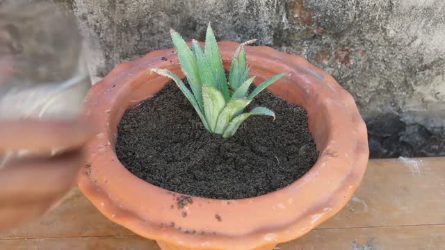 How To Grow Pineapple With Water