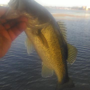 Lake Jackson Bass