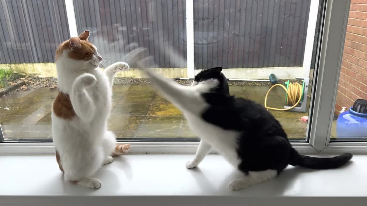 Cat Fight