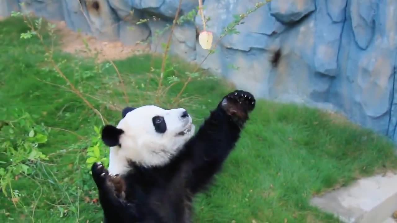 Dad catches a panda craving