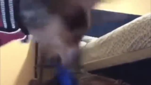 Cute Cats😹Funny Fail ops Moments Viral Clips #shorts Video😂|| #trending #animals #funny #reels