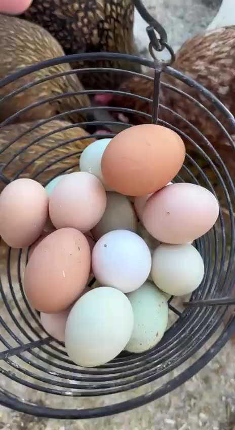 just seeing how much feed he puts out for 45 chickens