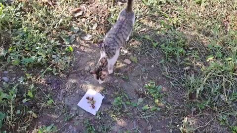 I gave food to a cute cat walking in the yard. Soothing cat video.