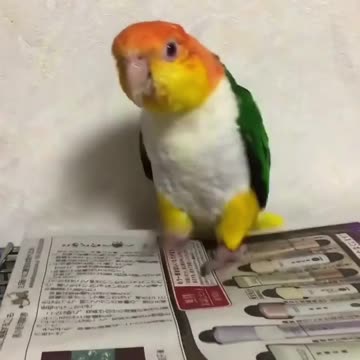 Bird world funny video 13