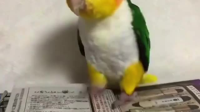 Bird world funny video 13