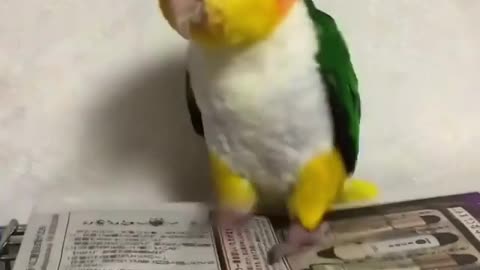 Bird world funny video 13