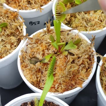 Feeding Venus Flytraps Freeze Dried Tubifex Worms #Short