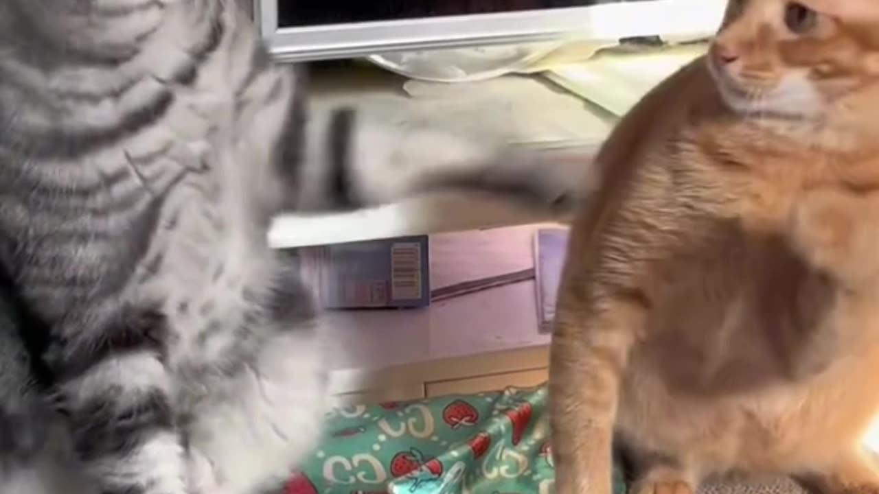 Cat Fight Screaming