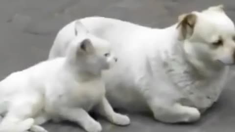 Unveiling the Unexpected Talent of Kittens as Imitation Artists!"