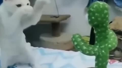 funny animals videos