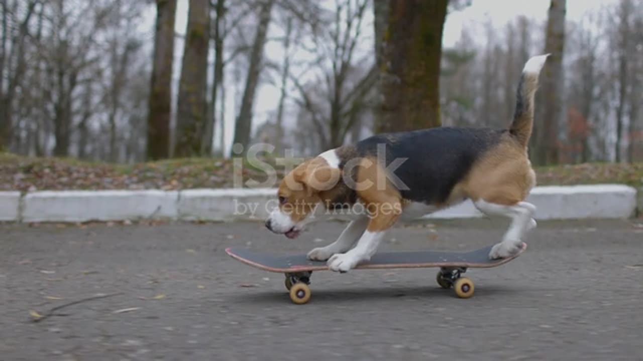 Beagle dog rides a skateboard