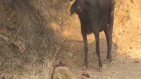 lions_have_really_stronger_than_buffaloes_#animal#group_Daily_Animals_Life(1080p)