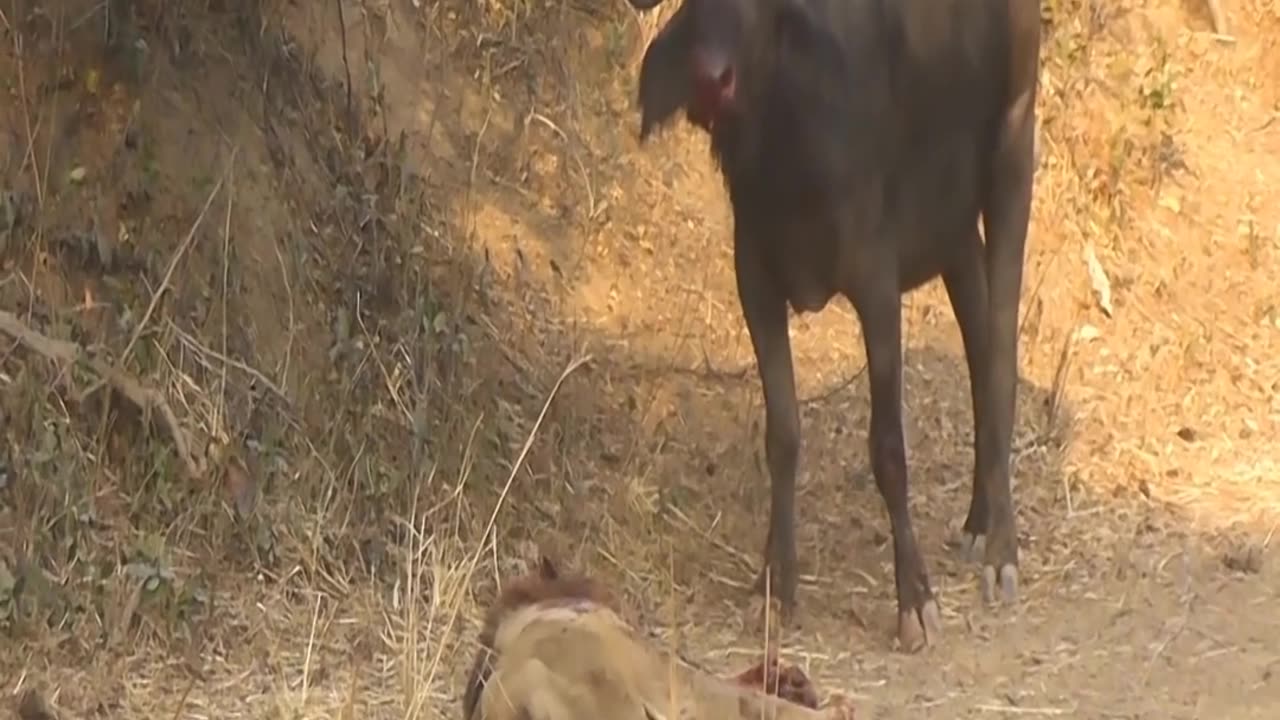 lions_have_really_stronger_than_buffaloes_#animal#group_Daily_Animals_Life(1080p)