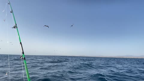 Red sea - Marsa Alam