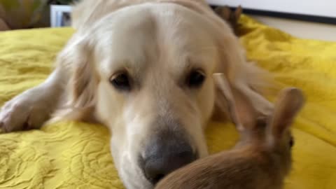 Cute Baby Bunnies Kiss the Golden Retriever