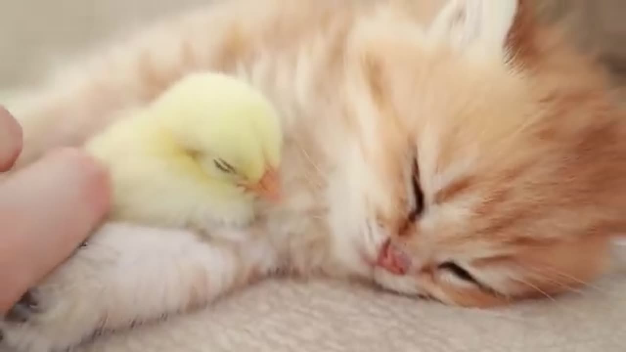 Fluffy orange meets with the yolk