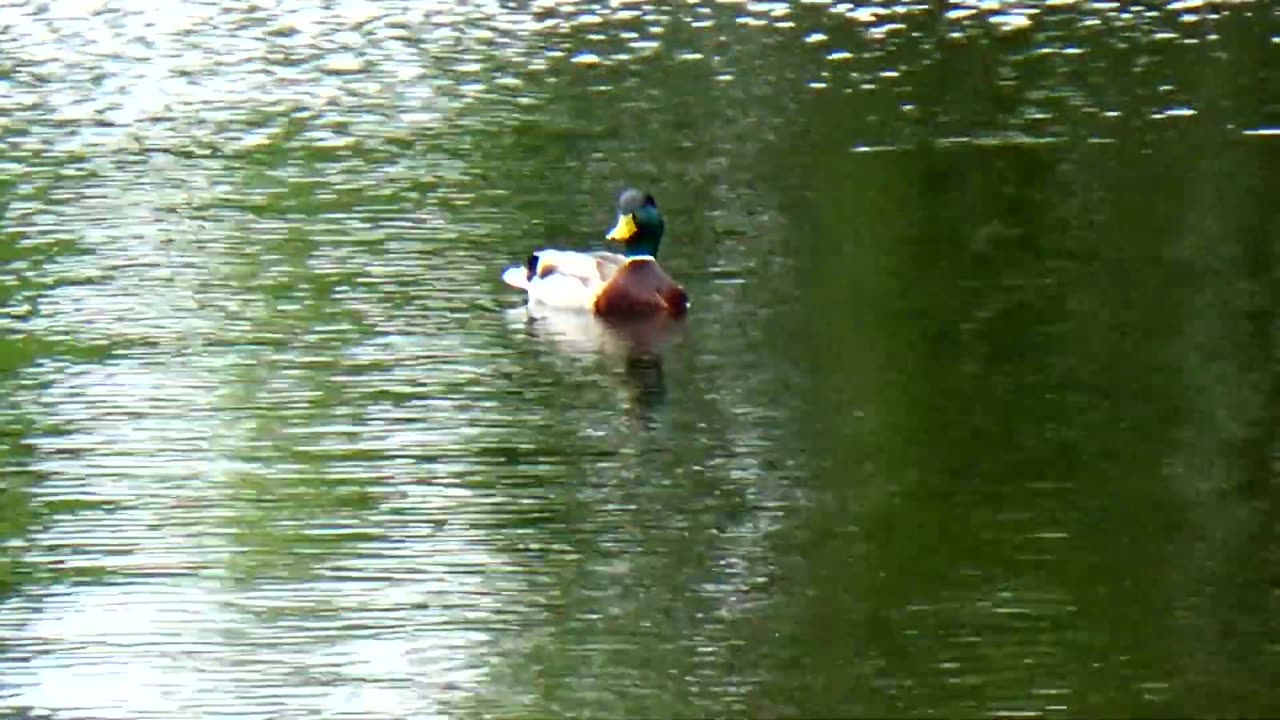 Mallard Duck